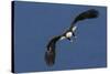 Bald Eagle Flight-Ken Archer-Stretched Canvas