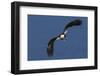 Bald Eagle Flight-Ken Archer-Framed Photographic Print