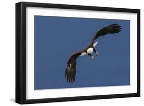 Bald Eagle Flight-Ken Archer-Framed Photographic Print