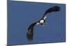 Bald Eagle Flight-Ken Archer-Mounted Photographic Print