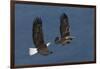 Bald Eagle Flight-Ken Archer-Framed Photographic Print