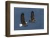 Bald Eagle Flight-Ken Archer-Framed Photographic Print