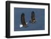 Bald Eagle Flight-Ken Archer-Framed Photographic Print