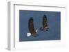 Bald Eagle Flight-Ken Archer-Framed Photographic Print