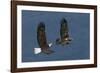 Bald Eagle Flight-Ken Archer-Framed Photographic Print