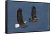 Bald Eagle Flight-Ken Archer-Framed Stretched Canvas