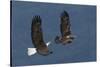 Bald Eagle Flight-Ken Archer-Stretched Canvas