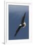 Bald Eagle Flight-Ken Archer-Framed Premium Photographic Print