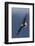 Bald Eagle Flight-Ken Archer-Framed Photographic Print