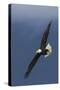 Bald Eagle Flight-Ken Archer-Stretched Canvas