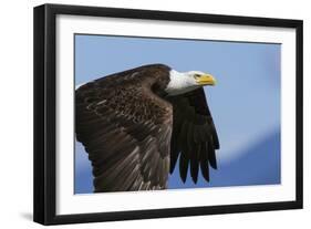 Bald Eagle Flight-Ken Archer-Framed Photographic Print