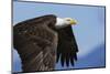 Bald Eagle Flight-Ken Archer-Mounted Photographic Print