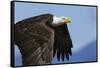 Bald Eagle Flight-Ken Archer-Framed Stretched Canvas