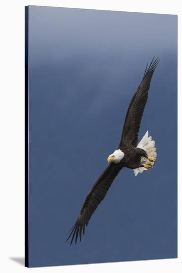 Bald Eagle Flight-Ken Archer-Stretched Canvas