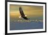 Bald Eagle Flying Above Clouds-null-Framed Premium Giclee Print