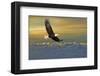 Bald Eagle Flying Above Clouds-null-Framed Art Print