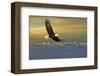 Bald Eagle Flying Above Clouds-null-Framed Art Print