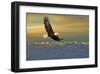 Bald Eagle Flying Above Clouds-null-Framed Art Print