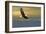 Bald Eagle Flying Above Clouds-null-Framed Art Print