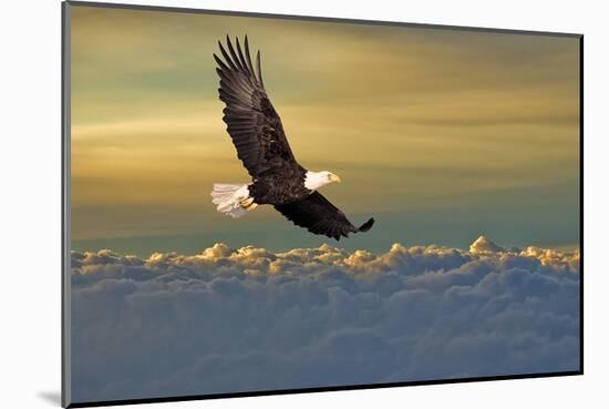 Bald Eagle Flying Above Clouds-null-Mounted Art Print