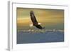 Bald Eagle Flying Above Clouds-null-Framed Art Print