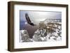 Bald Eagle Flying above Grand Canyon-Steve Collender-Framed Photographic Print