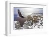 Bald Eagle Flying above Grand Canyon-Steve Collender-Framed Photographic Print