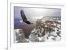 Bald Eagle Flying above Grand Canyon-Steve Collender-Framed Photographic Print