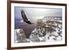 Bald Eagle Flying above Grand Canyon-Steve Collender-Framed Photographic Print