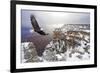 Bald Eagle Flying above Grand Canyon-Steve Collender-Framed Photographic Print