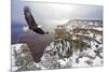 Bald Eagle Flying above Grand Canyon-Steve Collender-Mounted Photographic Print