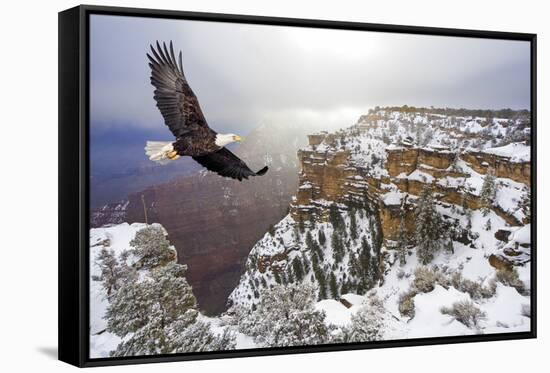 Bald Eagle Flying above Grand Canyon-Steve Collender-Framed Stretched Canvas