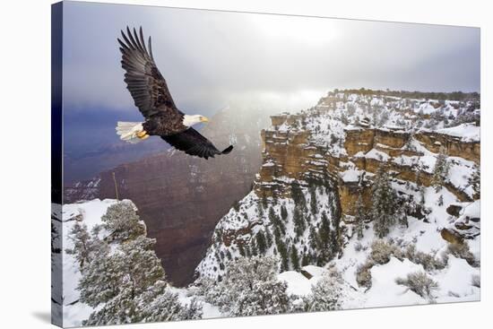 Bald Eagle Flying above Grand Canyon-Steve Collender-Stretched Canvas