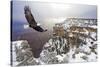 Bald Eagle Flying above Grand Canyon-Steve Collender-Stretched Canvas