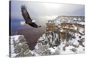 Bald Eagle Flying above Grand Canyon-Steve Collender-Stretched Canvas