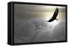 Bald Eagle Flying Above The Clouds-Steve Collender-Framed Stretched Canvas