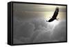 Bald Eagle Flying Above The Clouds-Steve Collender-Framed Stretched Canvas