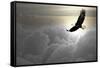 Bald Eagle Flying Above The Clouds-Steve Collender-Framed Stretched Canvas