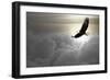 Bald Eagle Flying Above The Clouds-Steve Collender-Framed Photographic Print