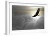 Bald Eagle Flying Above The Clouds-Steve Collender-Framed Photographic Print