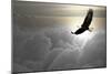 Bald Eagle Flying Above The Clouds-Steve Collender-Mounted Photographic Print