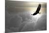 Bald Eagle Flying Above The Clouds-Steve Collender-Mounted Photographic Print