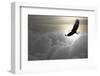 Bald Eagle Flying Above The Clouds-Steve Collender-Framed Photographic Print