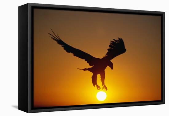 Bald Eagle Flying at Sunrise-W^ Perry Conway-Framed Stretched Canvas