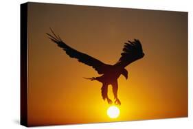 Bald Eagle Flying at Sunrise-W^ Perry Conway-Stretched Canvas