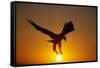 Bald Eagle Flying at Sunrise-W^ Perry Conway-Framed Stretched Canvas