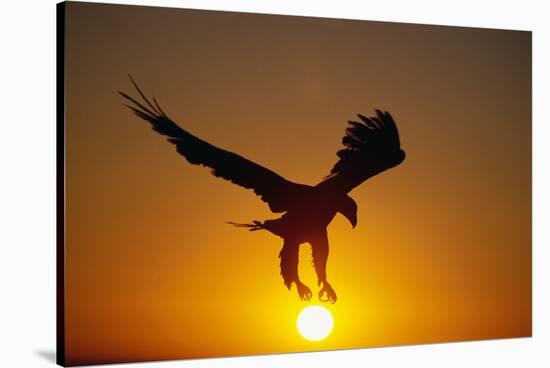 Bald Eagle Flying at Sunrise-W^ Perry Conway-Stretched Canvas