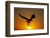 Bald Eagle Flying at Sunrise-W^ Perry Conway-Framed Premium Photographic Print