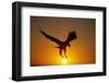 Bald Eagle Flying at Sunrise-W^ Perry Conway-Framed Premium Photographic Print