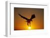 Bald Eagle Flying at Sunrise-W^ Perry Conway-Framed Premium Photographic Print